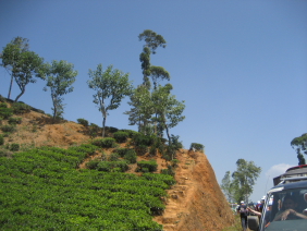 Так растет высокогорный зеленый чай Шри Ланки.