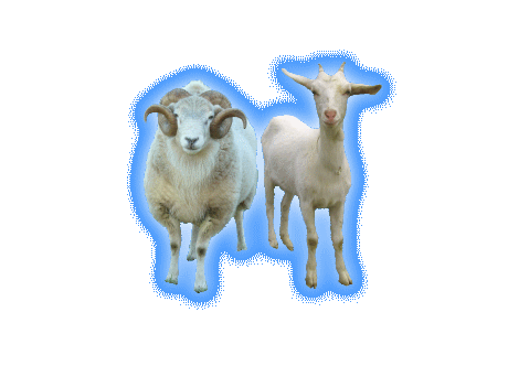 Коза и овца