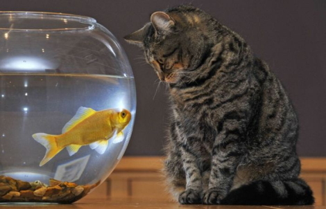 Кошка с рыбкой